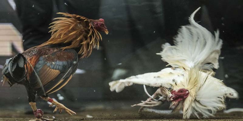 Các phiên bản đá gà U888 thịnh hành