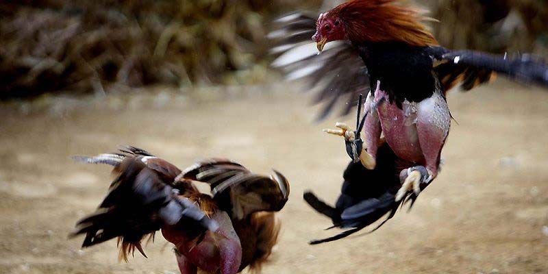 Lý do khiến đá gà U888 luôn thu hút thành viên